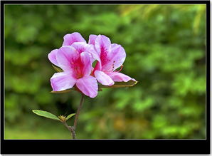 花卉雜拍與家用電器的和諧共融