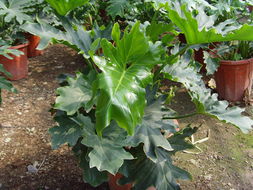 ?？谲缌芑ɑ芊N苗 為您的家居生活增添自然色彩